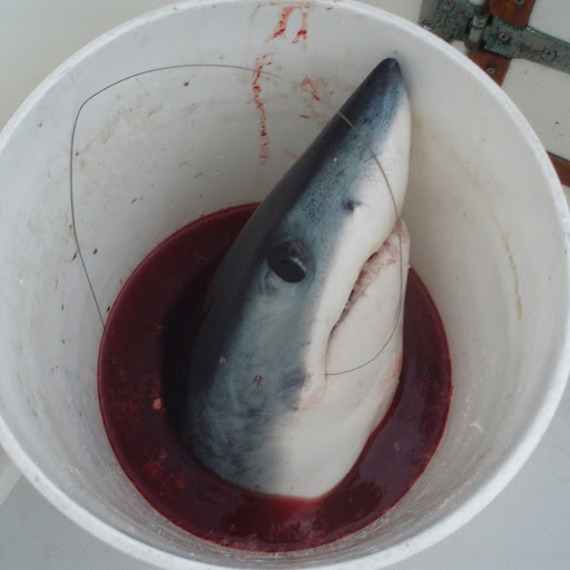 Richard Mcgee Photo 13