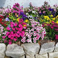 Janet Lacey Photo 18