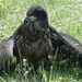 Sharon Laughlin Photo 15