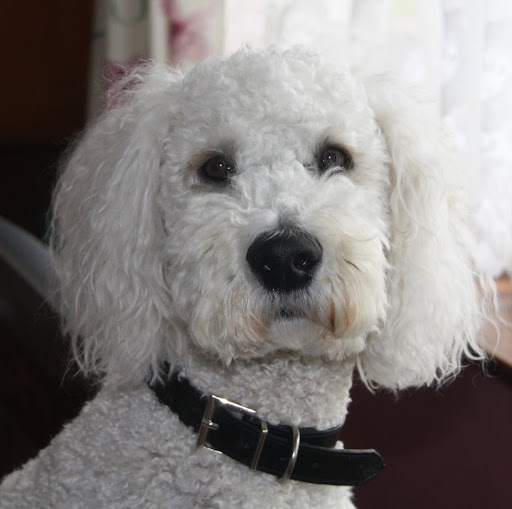 Lawrence Rogers Photo 9