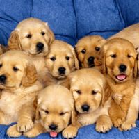 Paul Strong Photo 37 Paul Strong Photo 37