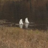 Lisa Swan Photo 18 Lisa Swan Photo 18