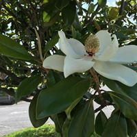 Tonia Vaughn Photo 22