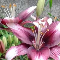 Nathan Horton Photo 38