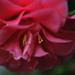 Camelia Sharp Photo 2