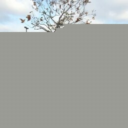 Shawanda Robinson Photo 8