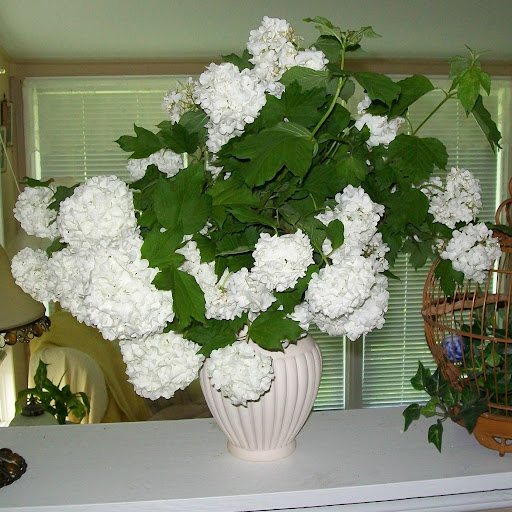 Lynda Miller Photo 33
