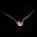 Alice Lesser Photo 2