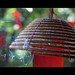Lei Tang Photo 8