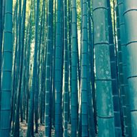 Ying Zhu Photo 25 Ying Zhu Photo 25