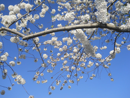 Mary Kasper Photo 7