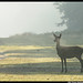 Dawn Hinds Photo 25