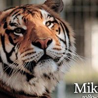 Mike Tiger Photo 10