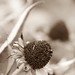 Susan Skinner Photo 6