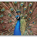 Christian Peacock Photo 23