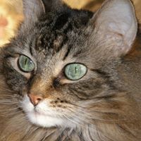 Julie Bronson Photo 16