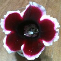 Sherry Rader Photo 4