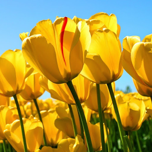 Andrea Mcfarlane Photo 8