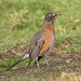 Robin West Photo 41