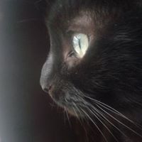 Robert Horner Photo 37 Robert Horner Photo 37