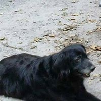 Charlene Lang Photo 15