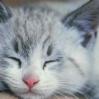 Catherine Link Photo 32