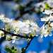 John Trapp Photo 40