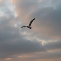 Christine Scanlon Photo 32