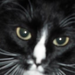 Patrick Sutton Photo 18