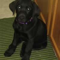 Laura Carlisle Photo 44