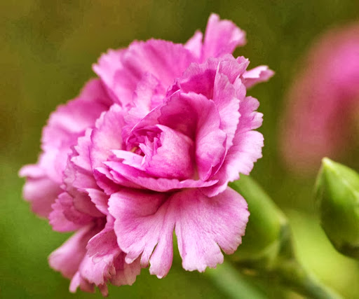 Marilyn Whitaker Photo 9