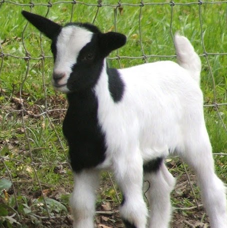 Sharon Douglass Photo 10