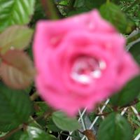 Janette Rose Photo 10