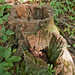 Bradley Stump Photo 15