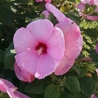 Paula Rapp Photo 7