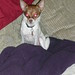 Harold Small Photo 36