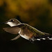 Mark Lucas Photo 10