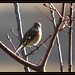 Robin Ridge Photo 8