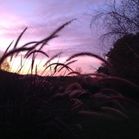 Patricia Lentz Photo 21