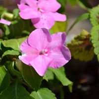 Annette Martin Photo 36