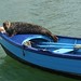 Brittany Seal Photo 12
