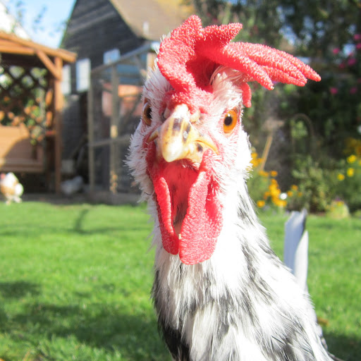 Helen Bennett Photo 10