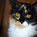 Peggy Blake Photo 19