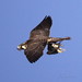Jessie Hawk Photo 14