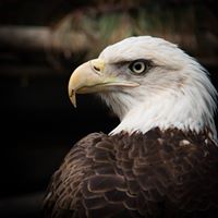 Martha Gillespie Photo 34