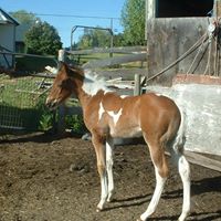 Brenda Hancock Photo 25