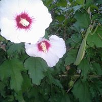 Connie Peck Photo 17