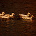 Donald Louie Photo 7