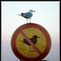 Joan Jaeger Photo 14 Joan Jaeger Photo 14