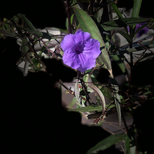 Jennifer Branch Photo 21